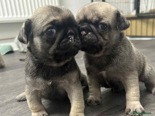 Pug dogs Pug puppies x3 girls left - Advert 1