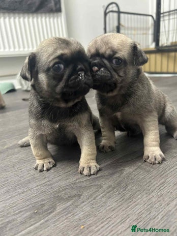 Pug dogs Pug puppies x3 girls left - Advert 1