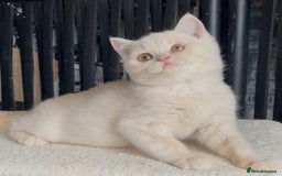 British Shorthair cats for sale: Beautiful BSH kittens  - Image 14