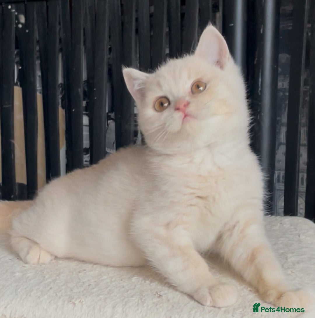 British Shorthair cats for sale: Beautiful BSH kittens  - Image 14