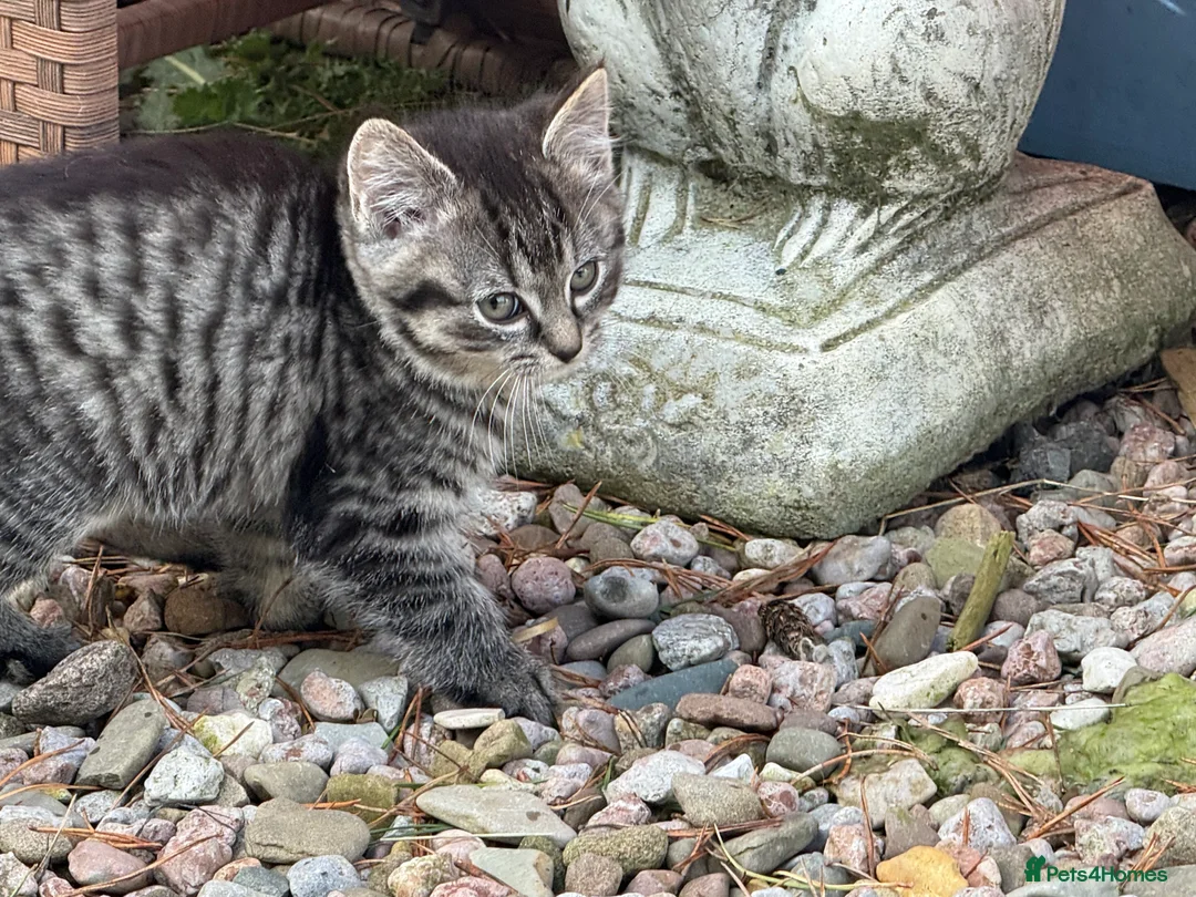 Mixed Breed cats for sale: Ragdoll cross kittens  - Advert 2