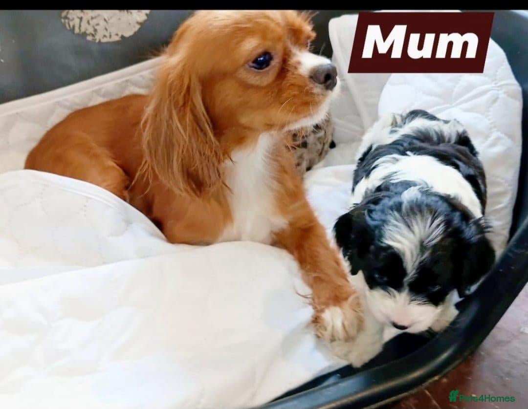Cavapoo dogs Beautiful Cavapoo Girls Ready for Loving Homes - Advert 1