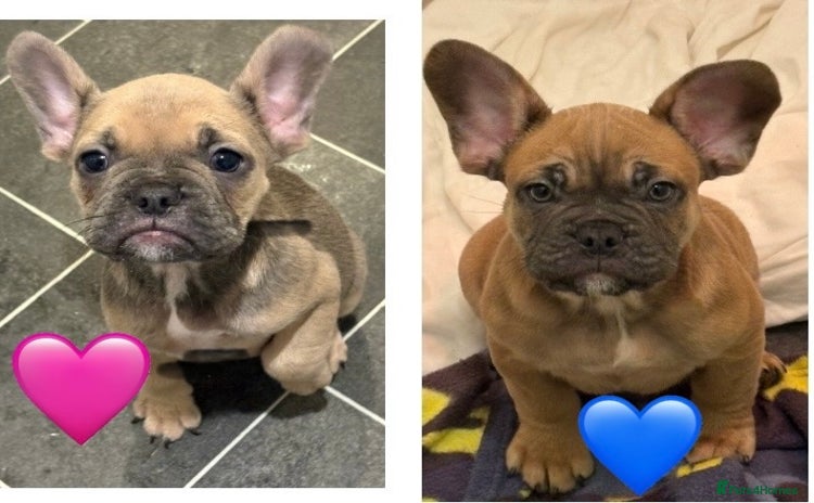 French Bulldog dogs REDUCED FRENCH BULLDOGS - Advert 1
