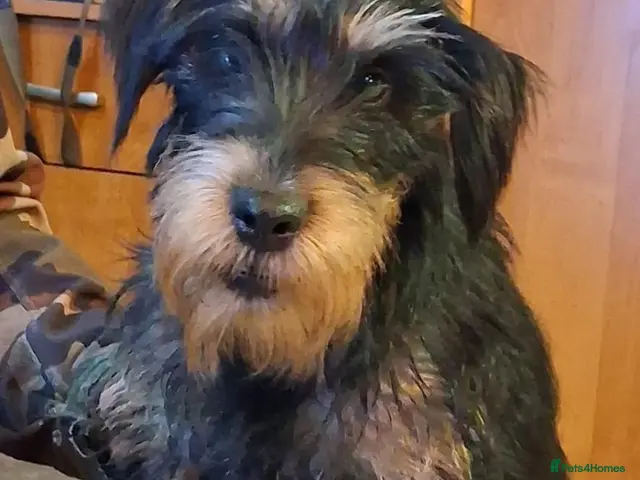 Jagdterrier dogs for sale: Jagdterrier for sale - Advert 2