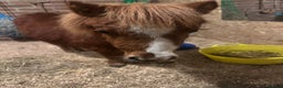Shetland pony horses for sale: Miniature Shetland pony  - Advert 3
