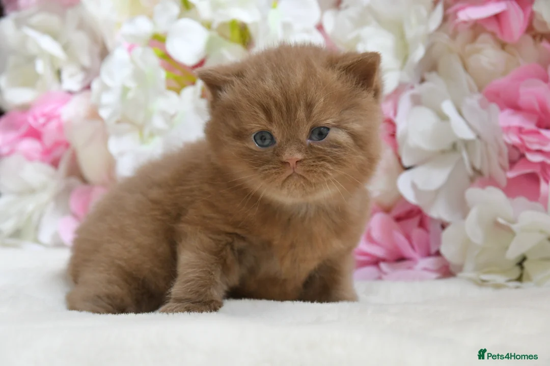 British Shorthair cats for sale: Beautiful British Shorthair boys  - Advert 2