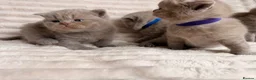 British Shorthair cats for sale: Beautiful Purebred British Shorthair Kittens - Advert 16