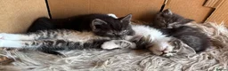 Ragdoll cats for sale: Kittens for sale - Advert 5