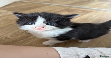 Mixed Breed cats - Advert 13