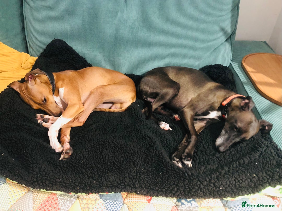 Italian Greyhound dogs for sale: 3/4 Italian greyhound 1/4 whippet puppies - Image 4