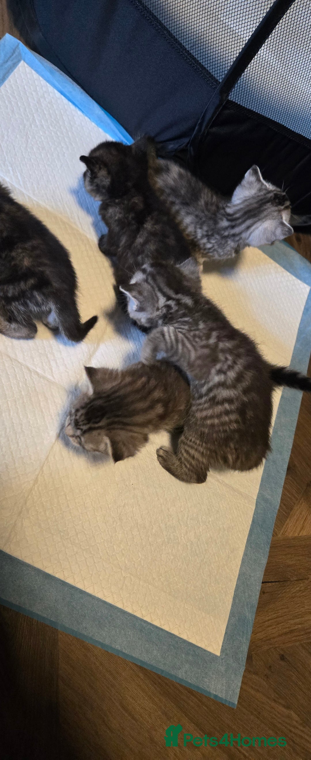 Mixed Breed cats for sale: Mother + 6 Kittens (All together)  - Image 4