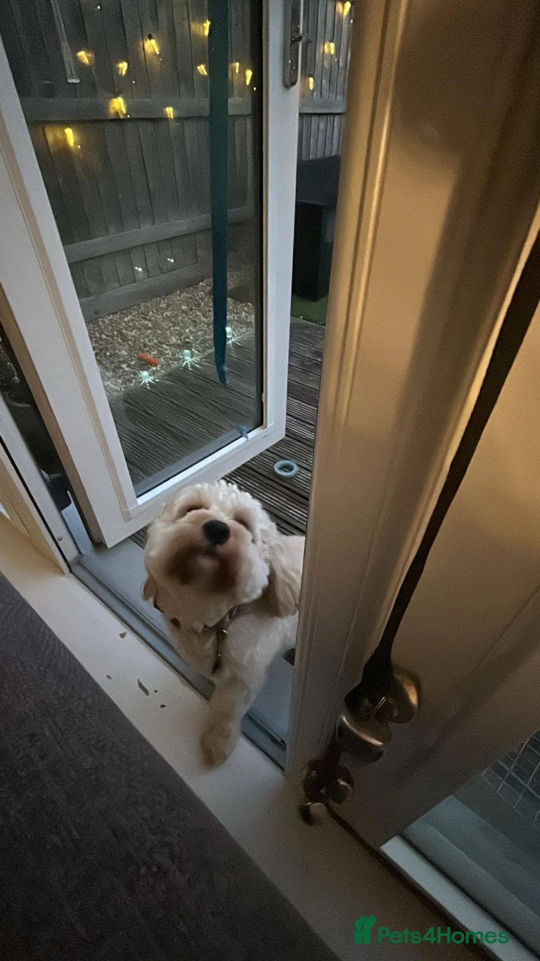 Cavapoo dogs for stud: Gorgeous Cavapoo Male for Stud - Advert 6