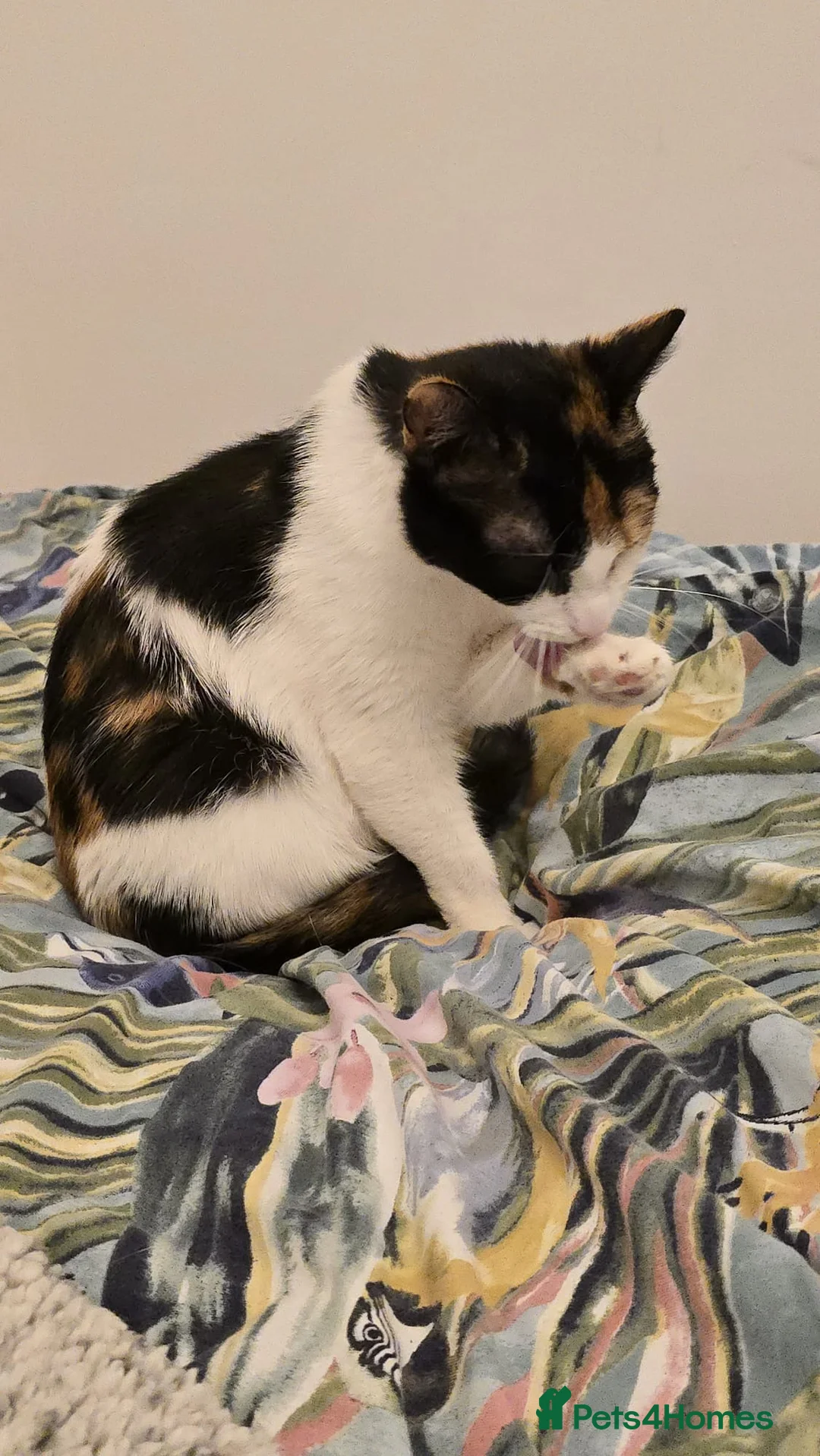 Mixed Breed cats for adoption: 4 month old kitten 'lizzie' ready for new home - Advert 2