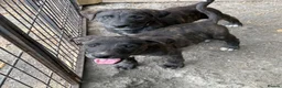 Lurcher dogs for sale: x2 Beautiful Boy Lurcher Puppies  - Advert 3