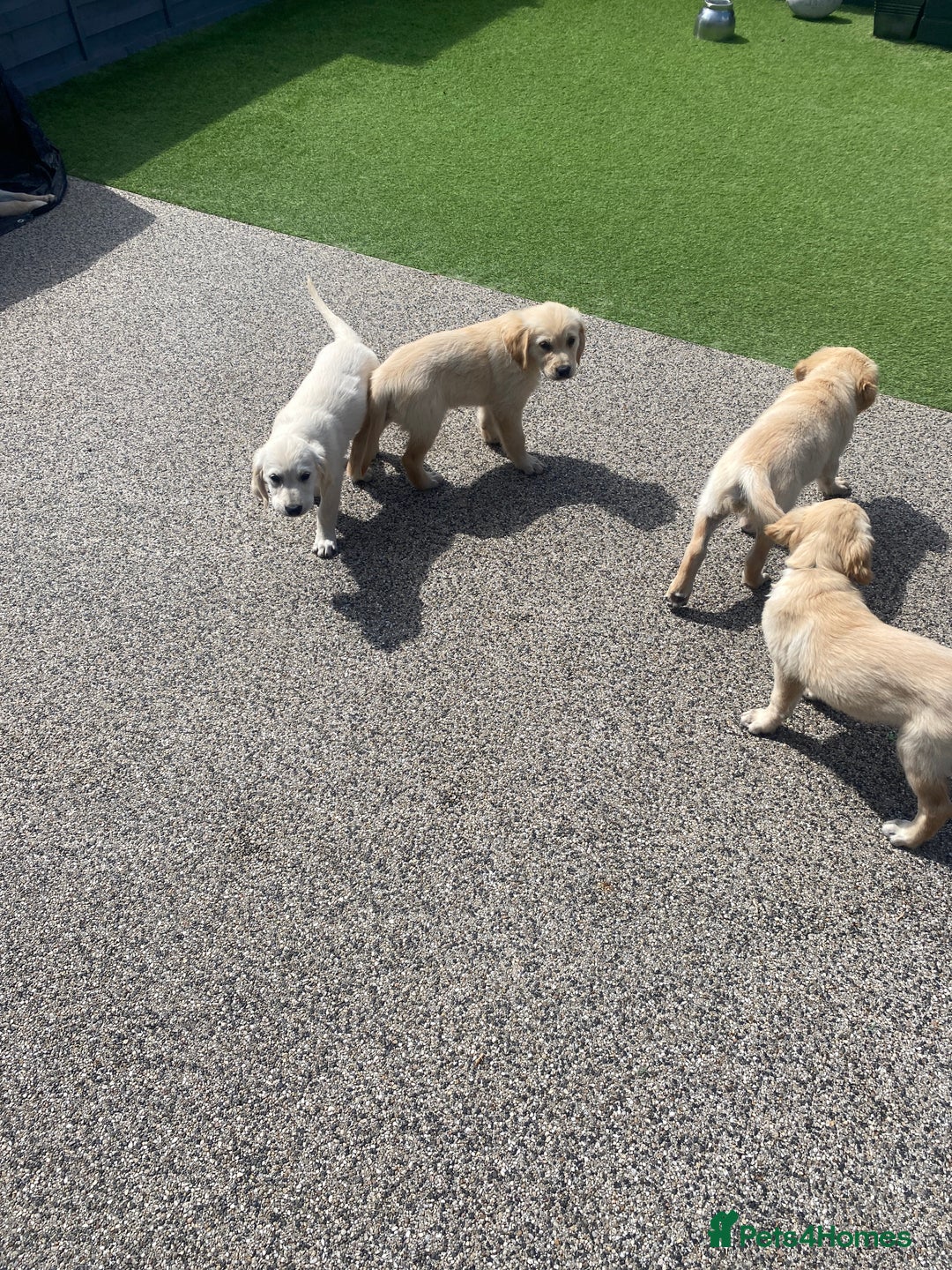 Golden Retriever dogs for sale: Beautiful KC reg Fluffy Golden Retriever Puppies - Image 27