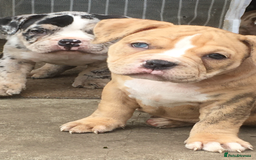 American Bully dogs for sale: Micro Merle bullys - Image 3