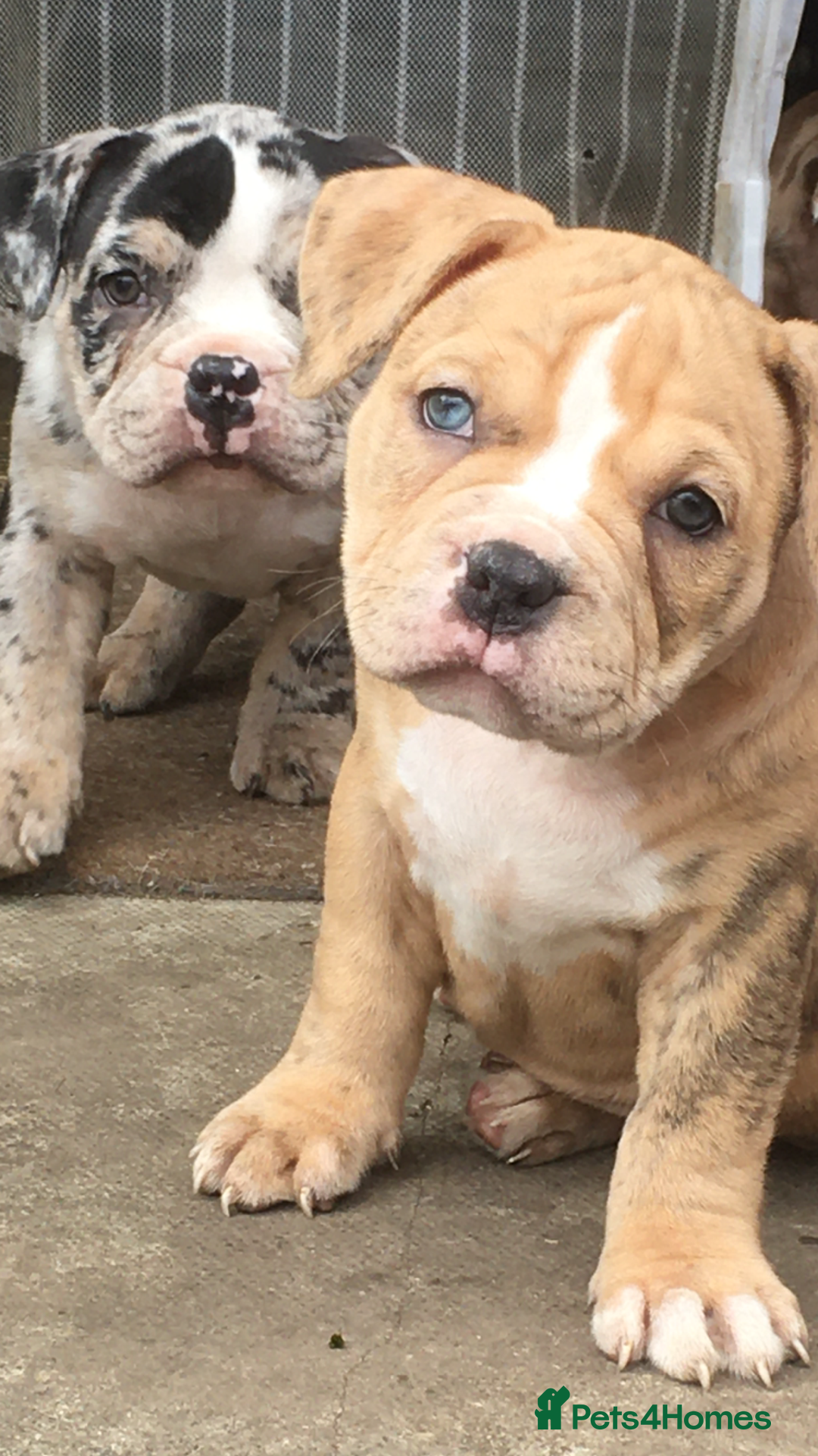 American Bully dogs for sale: Micro Merle bullys - Image 3