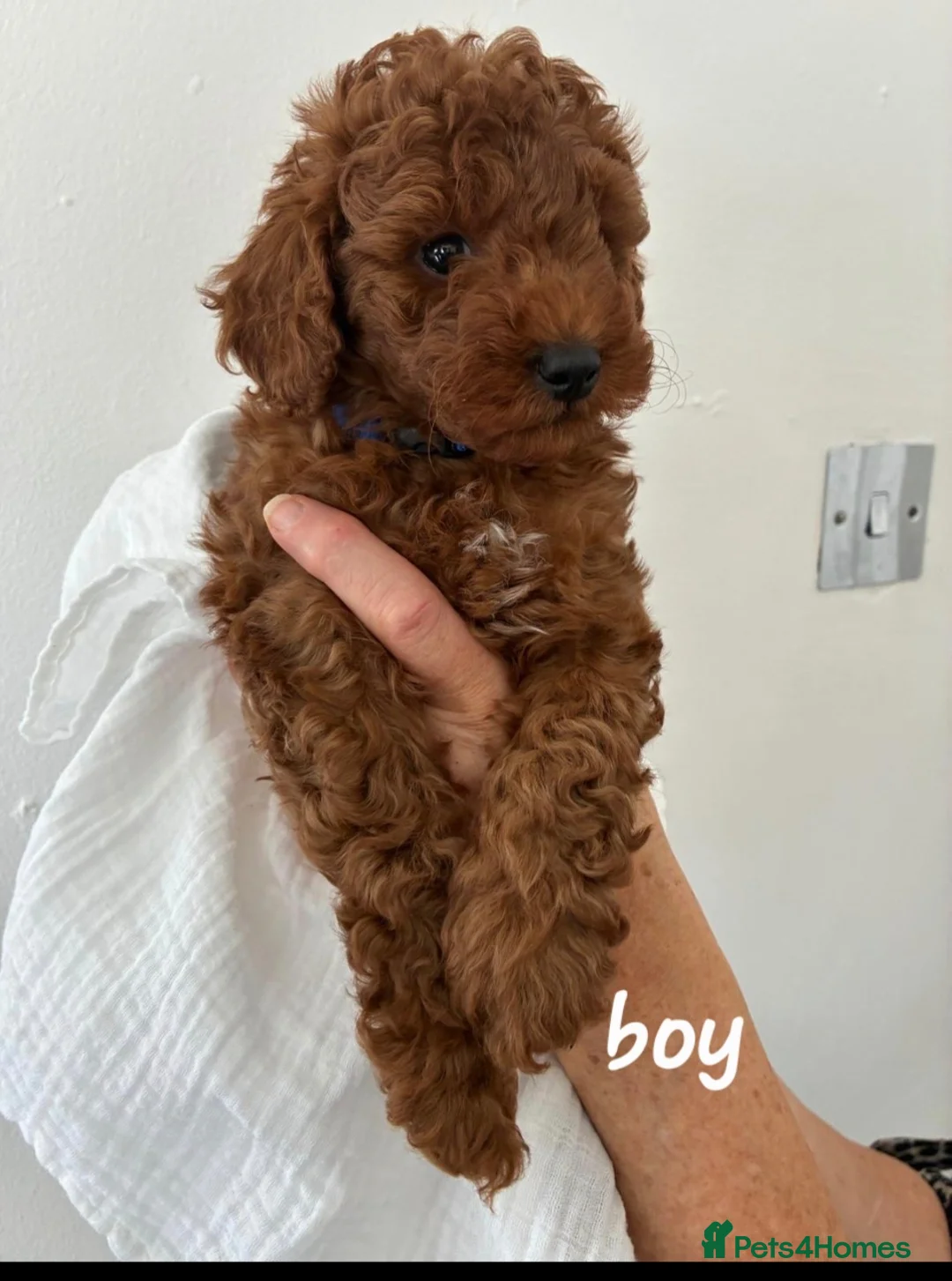 Cockapoo dogs for sale: Red F1B Toy Cockapoo's in Dudley - Advert 12