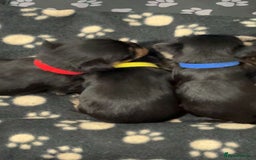 Yorkshire Terrier dogs for sale: Yorkshire Terrier Puppies  - Advert 13