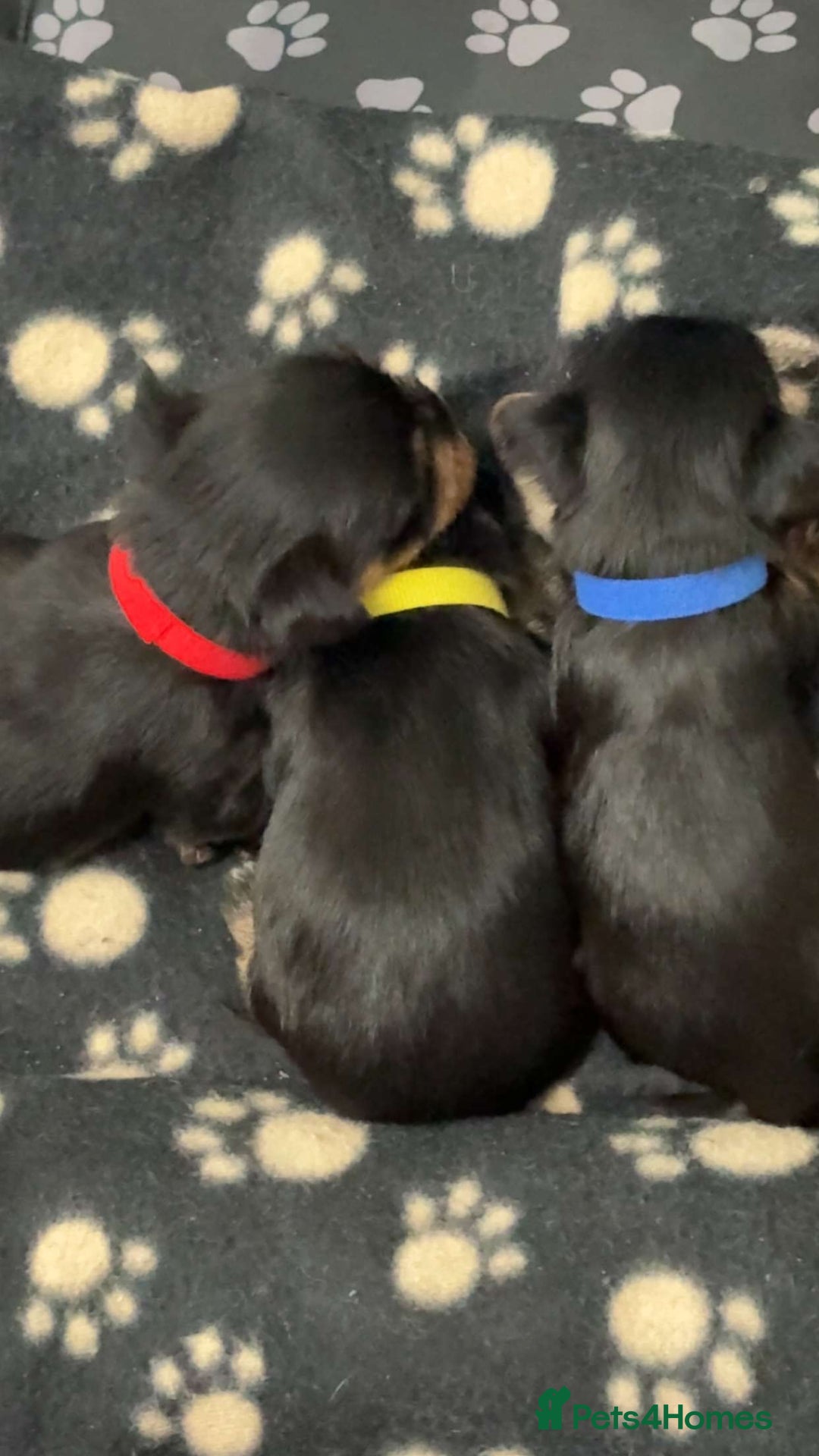 Yorkshire Terrier dogs for sale: Yorkshire Terrier Puppies  - Advert 13