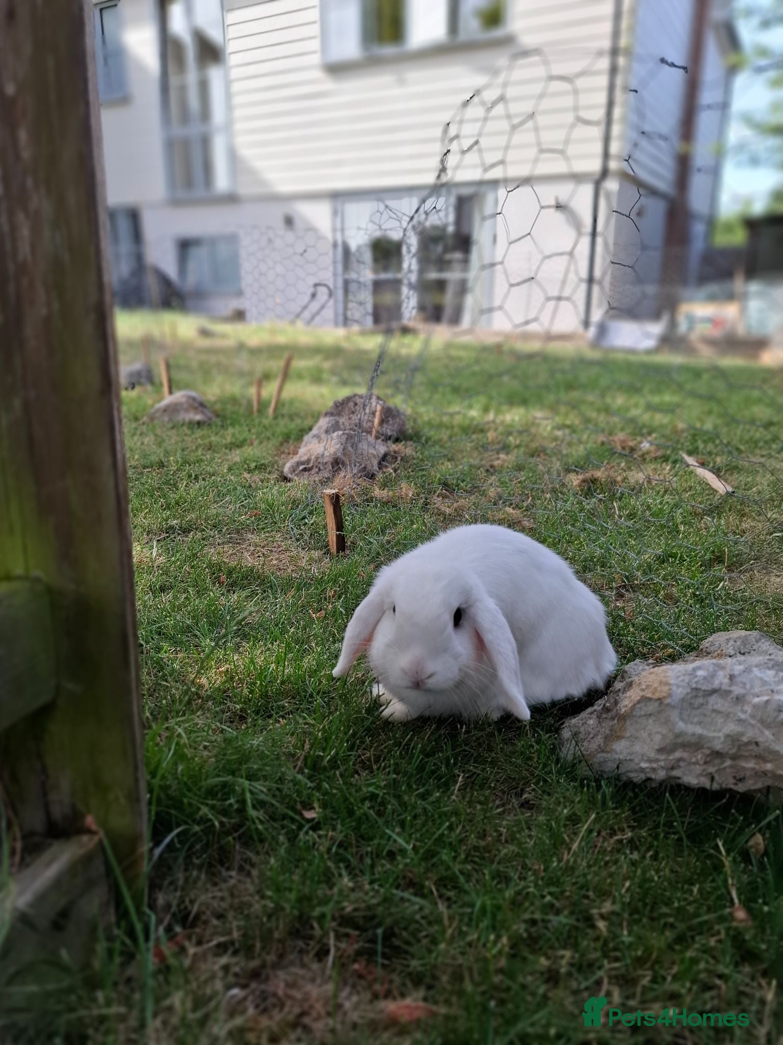 Mini Lop rabbits Mini Lop Male - Advert 2