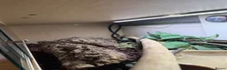 Python Snake reptiles for sale: 3 year old male banana ball python in Bury Saint Edmunds - Advert 5