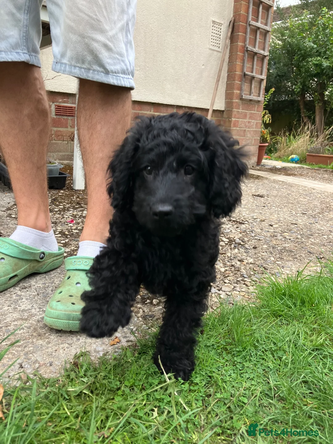 Cockapoo dogs for sale: Cockapoo puppy - Advert 1