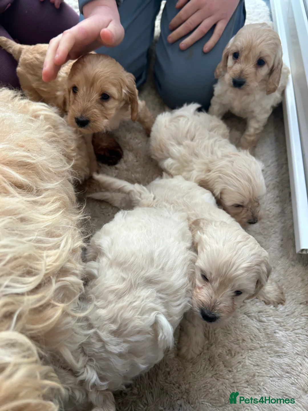 Cockapoo dogs for sale: F1b cockapoo  - Advert 12