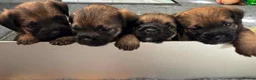 Border Terrier dogs for sale: Bargain! The perfect canine friend for you! in Hull - Advert 10