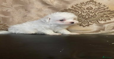Maltipoo dogs - Advert 4