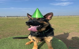 German Shepherd dogs for sale: 17month Old Male German Shepherd  - Image 8
