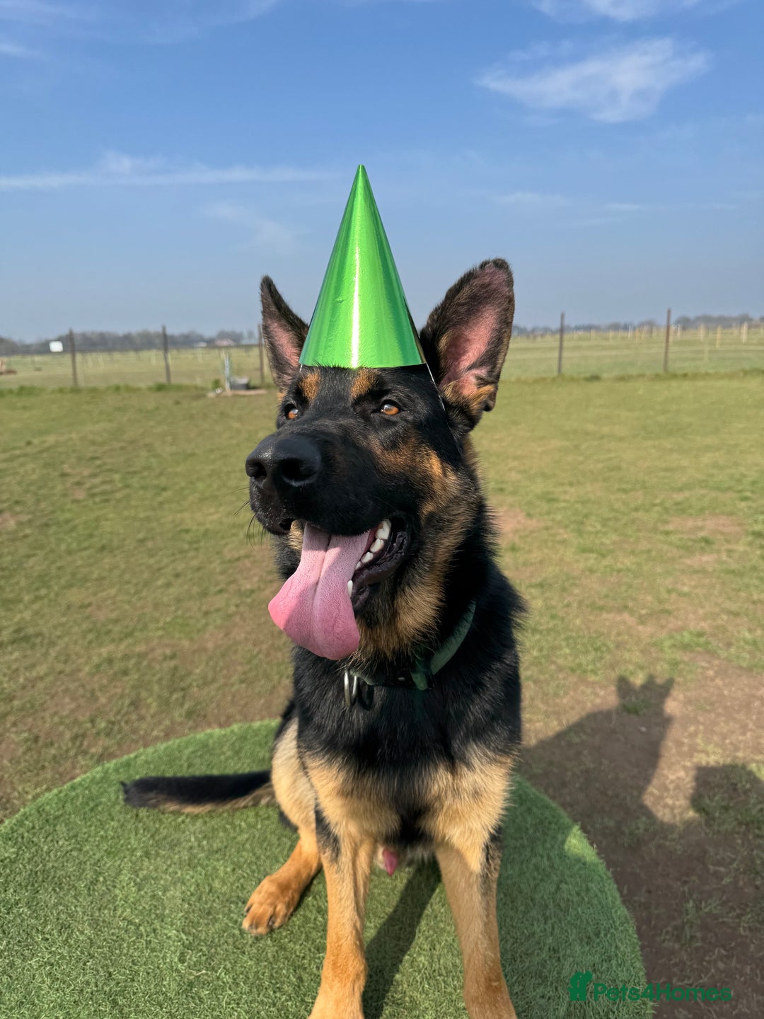German Shepherd dogs for sale: 17month Old Male German Shepherd  - Image 8