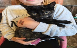 Mixed Breed cats for sale: 3 Female Farm kittens (NOT FERAL) - Image 3