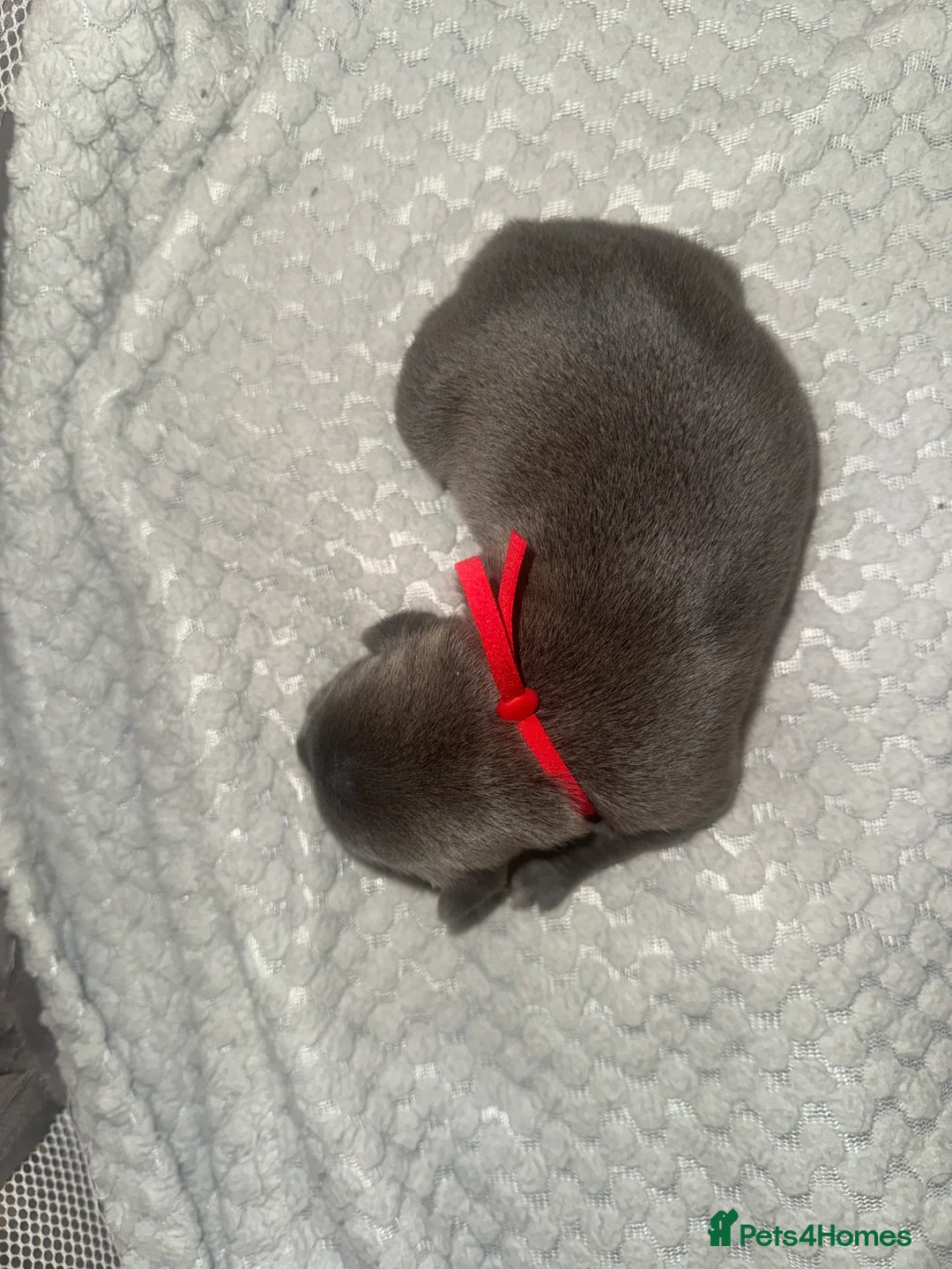 Staffordshire Bull Terrier dogs for sale: Solid Blue staff puppies  - Advert 4