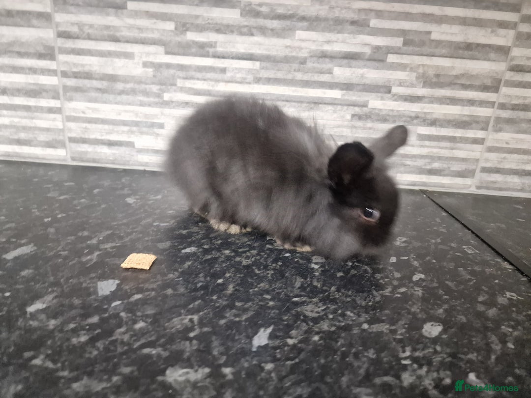 Mini Lion Lop rabbits for sale: Lion lops - Advert 11
