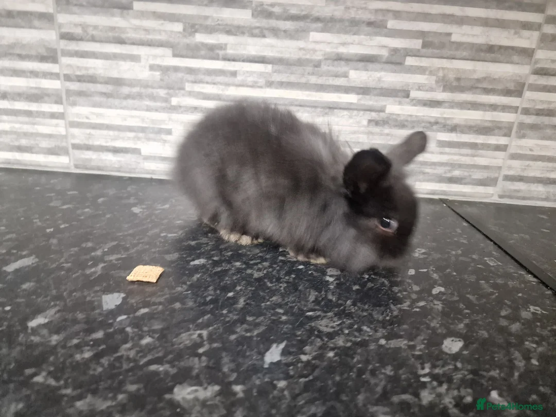 Mini Lion Lop rabbits for sale: Lion lops - Advert 3