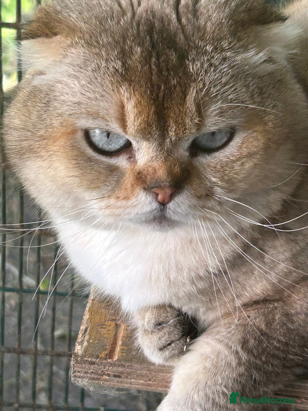 Scottish Fold cats for stud: TICA Registered Scottish fold stud  in Whitchurch - Image 4