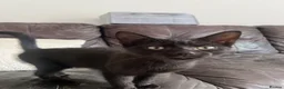 American Shorthair cats for sale: beautiful black kitten - Advert 3