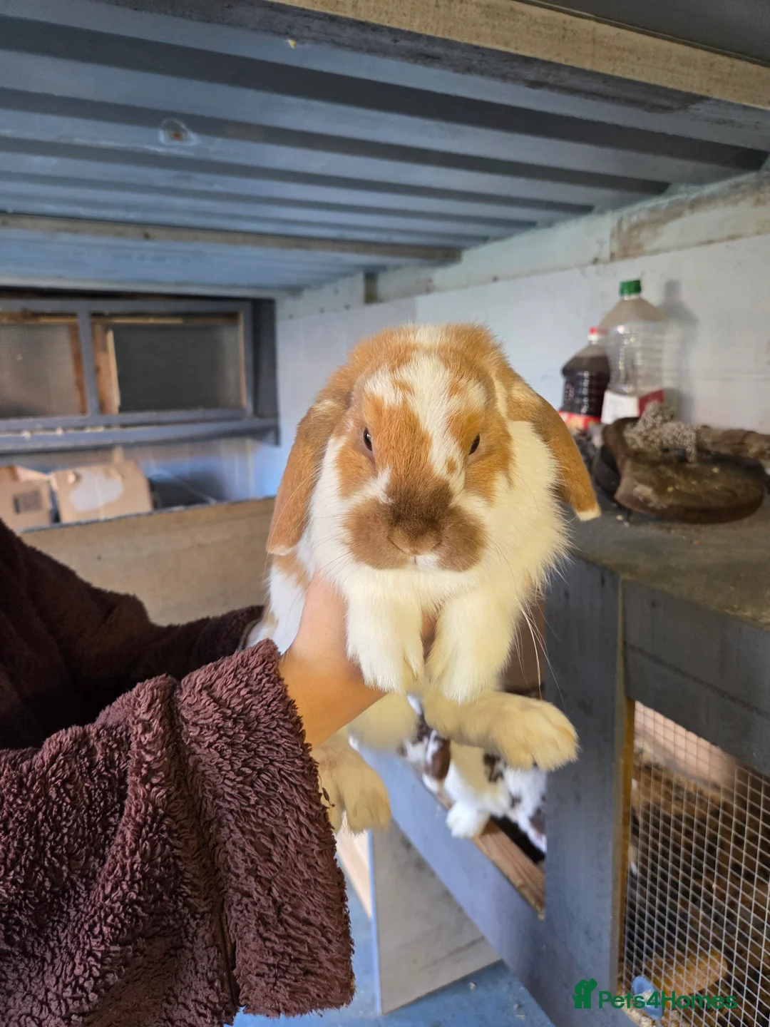 Mixed Breed rabbits for sale: Mini lop and lion head female rabbits - Advert 13