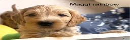 Australian Labradoodle dogs for sale: READY NOW! Therapy Aus x Irish dood multi gen mix  - Advert 12
