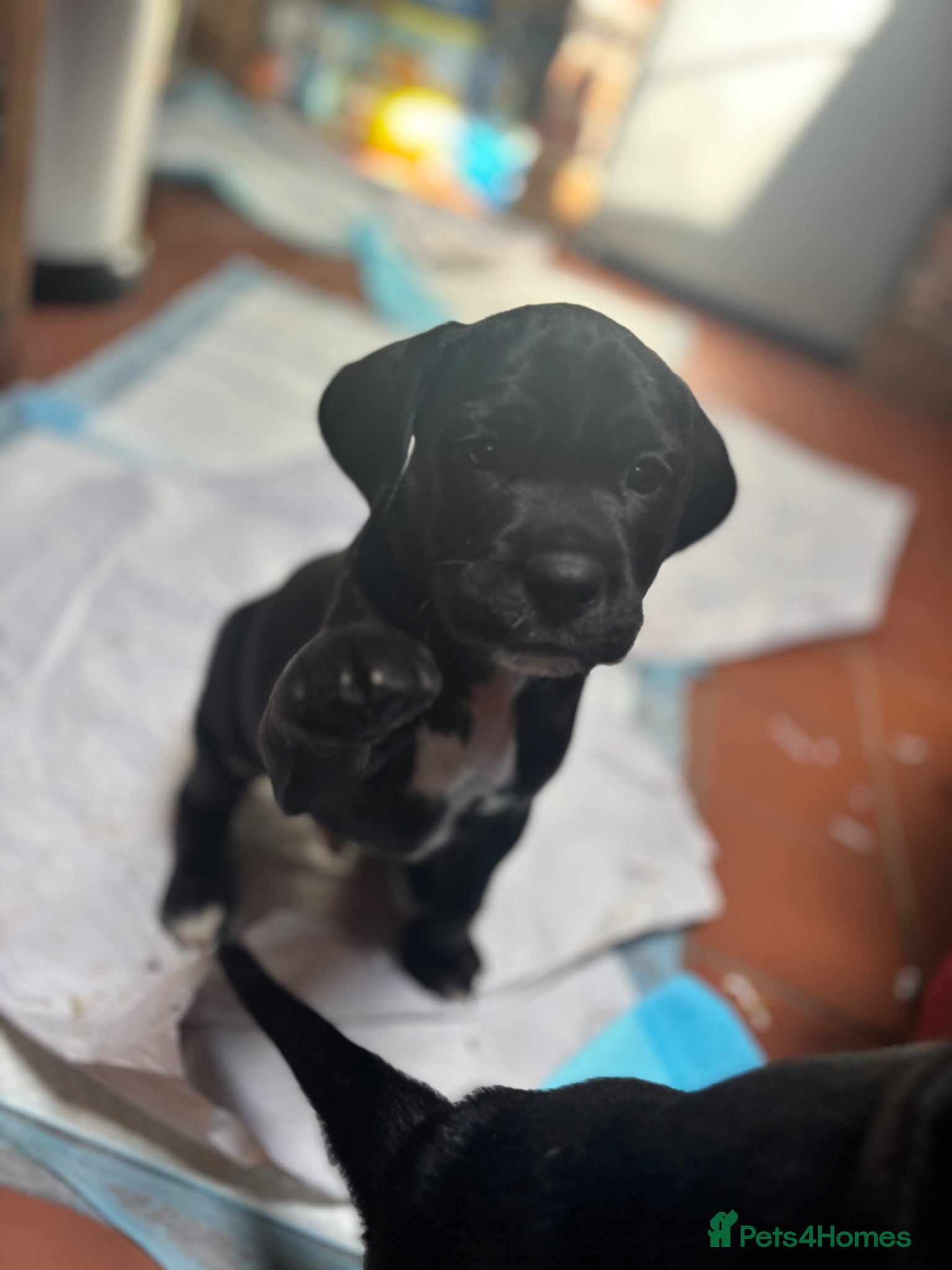 Mixed Breed dogs Adorable Puggle x patterdale - Advert 1