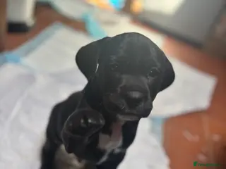 Mixed Breed dogs Adorable Puggle x patterdale - Advert 1