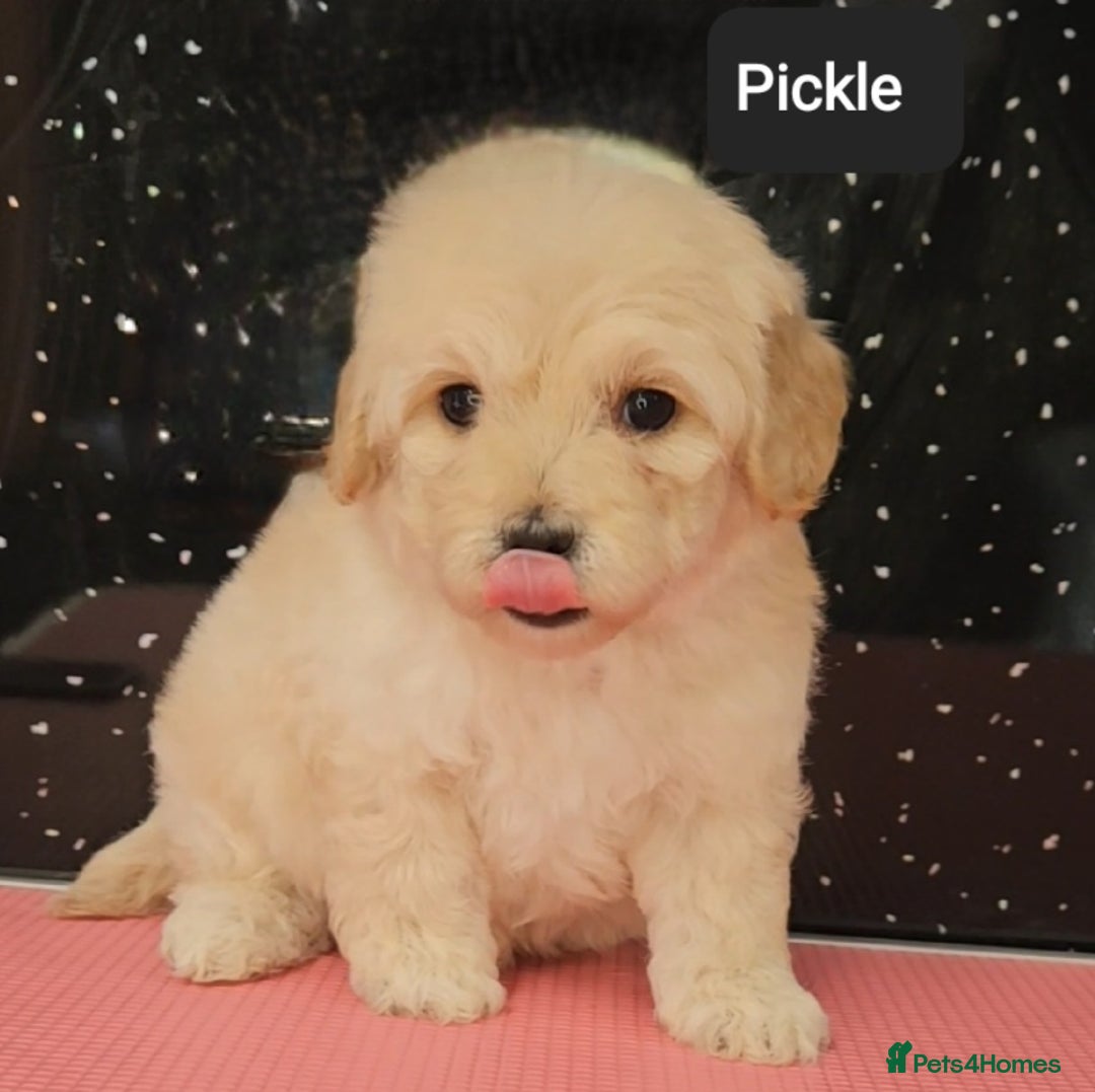 Maltipoo dogs for sale: Quality Champion Apricot Teddy toy Maltipoo's 🧸 - Image 4