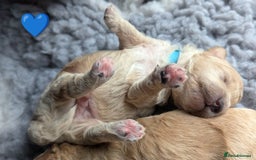 Poochon dogs for sale: 🐾 Adorable F1b Poochon Puppies - Ready November🐾 - Image 11