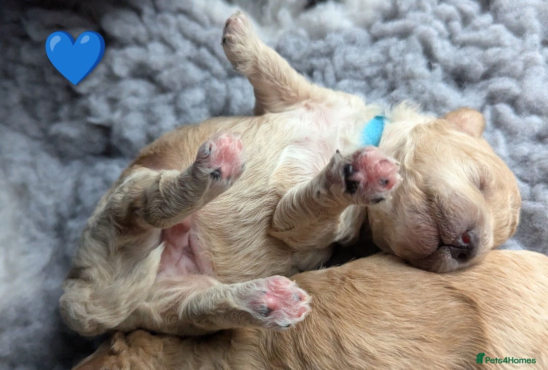 Poochon dogs for sale: 🐾 Adorable F1b Poochon Puppies - Ready November🐾 - Image 11