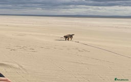Mixed Breed dogs for adoption: Swifty  - Image 4