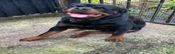 Rottweiler dogs for sale: Rottwiler puppies - Advert 11