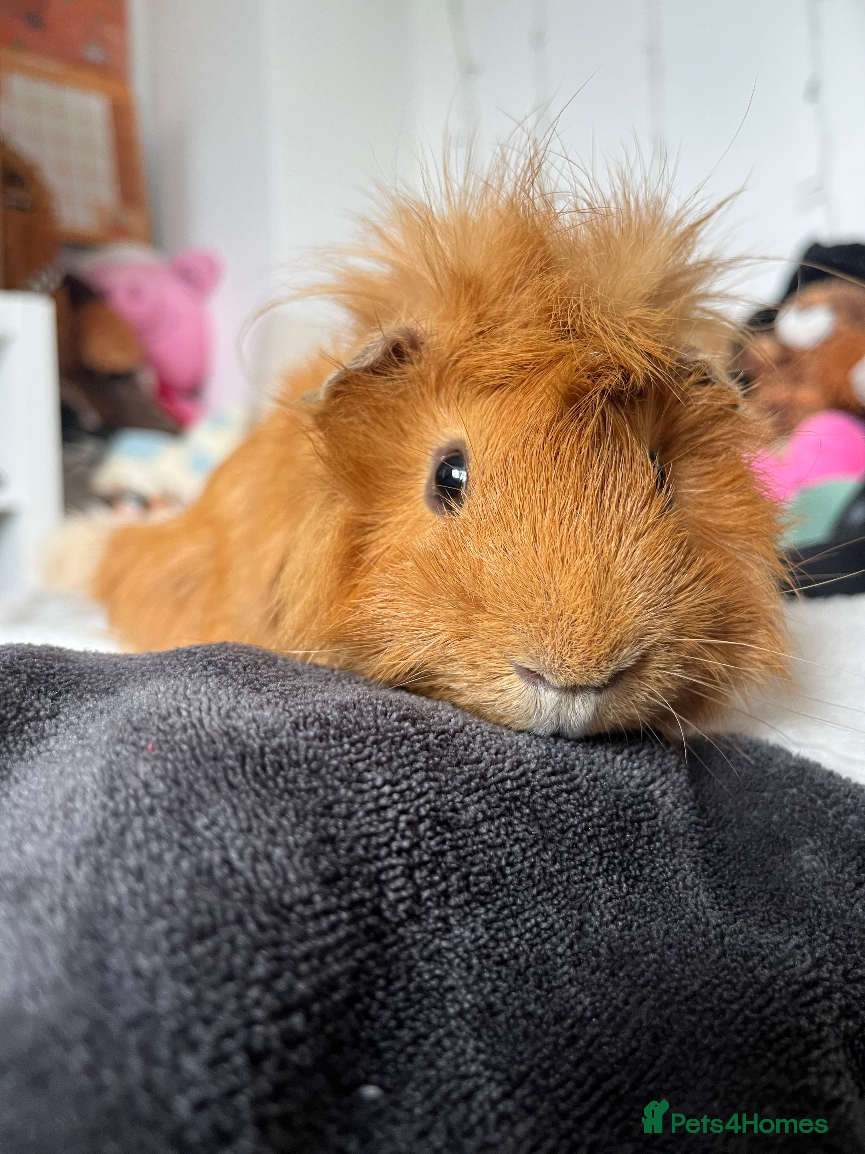 Guinea Pig rodents Male guinea pig  - Advert 16