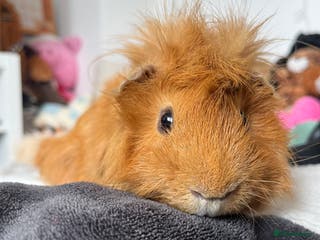 Guinea Pig rodents Male guinea pig - Advert 1