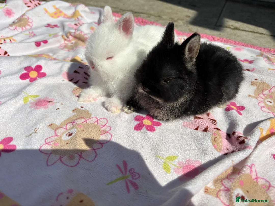 Netherland Dwarf rabbits for sale: Netherland Dwarf babies  - Advert 6